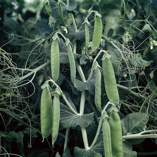 RHS Pea Spring Early Avola Seeds | Vegetable Seeds | 35194 5011775351940 | AllotMate Essentials