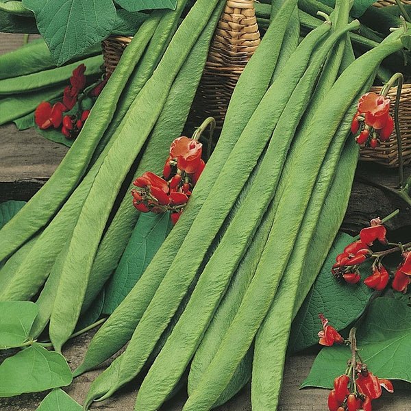 RHS Runner Bean Benchmaster Seeds | Vegetable Seeds | 12796 5011775273907 | AllotMate Essentials