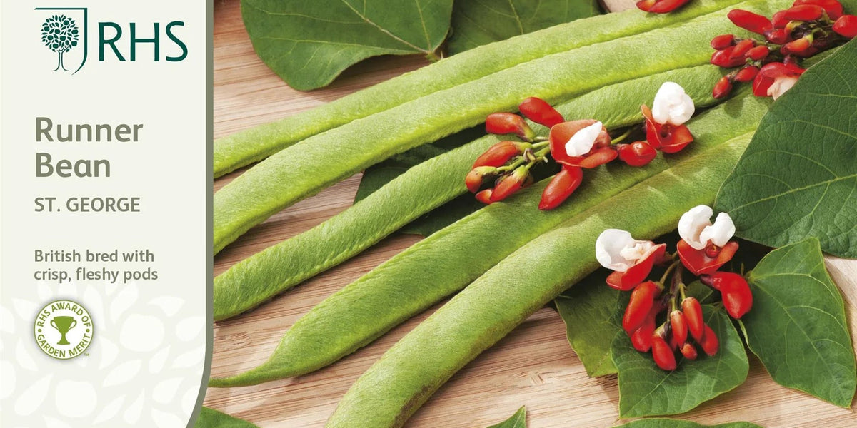 RHS Runner Bean St George Seeds | Mr Fothergill's | Shop now at ...