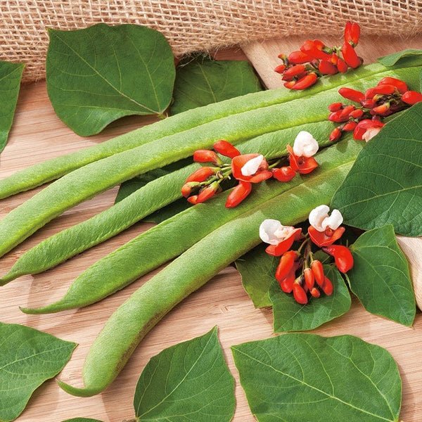 RHS Runner Bean St George Seeds | Vegetable Seeds | 35199 5011775351995 | AllotMate Essentials