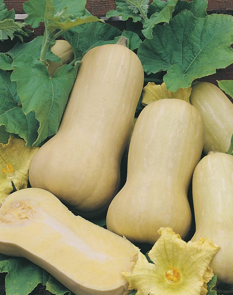 RHS Squash Butternut Harrier F1 Vegetable, 10 Seeds | Vegetable Seeds | 20606 5011775273730 | AllotMate Essentials