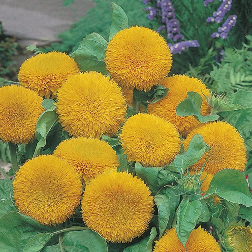 RHS Sunflower Teddy Bear Seeds 20 Seeds by Mr Fothergills | Flower Seeds | 14959 5.01178E+12 | AllotMate Essentials