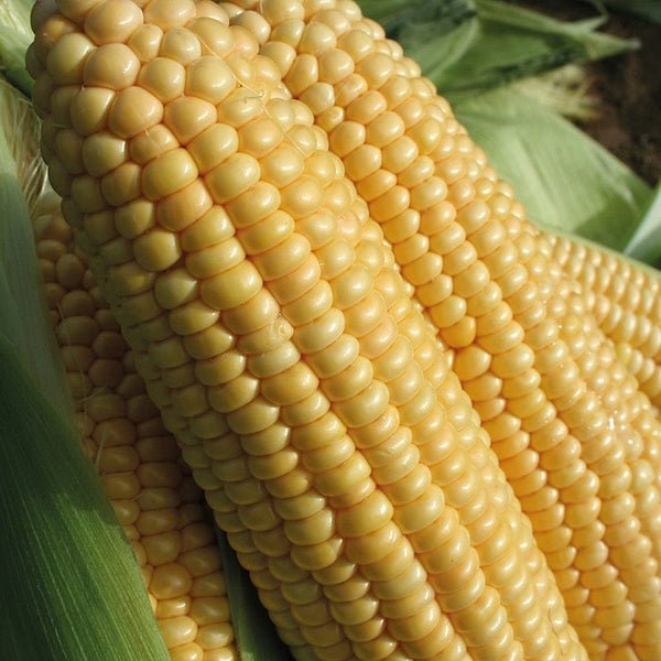 RHS Sweet Corn Goldcrest F1, 35 Seeds | Vegetable Seeds | 30028 5.01178E+12 | AllotMate Essentials