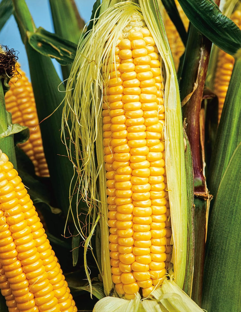 RHS Sweet Corn Mirai Picnic F1, 25 Seeds | Vegetable Seeds | 38220 5011775382203 | AllotMate Essentials