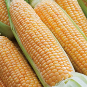 RHS Sweet Corn Prelude F1, 35 Seeds | Vegetable Seeds | 30166 5011775290744 | AllotMate Essentials