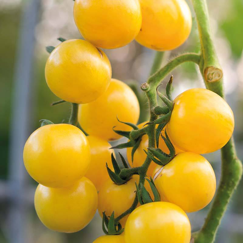 RHS Tomato Cherry Gold Nugget, 20 Seeds | Vegetable Seeds | 32591 5011775325910 | AllotMate Essentials