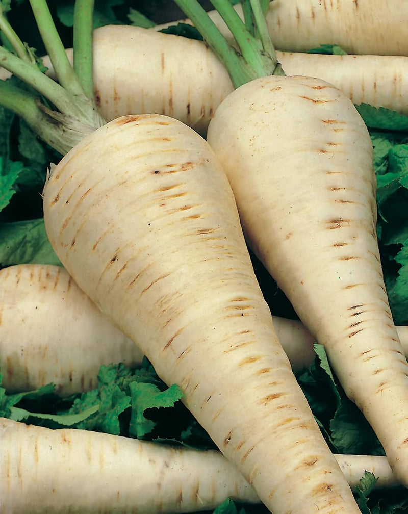 RHS Vegetables for Heirloom Crops Vegetable Seeds Collection 6 Traditional Varieties | Vegetable Seeds | 5011775290461 5011775290461 | AllotMate Essentials