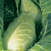 RHS Vegetables for Heirloom Crops Vegetable Seeds Collection 6 Traditional Varieties | Vegetable Seeds | 5011775290461 5011775290461 | AllotMate Essentials