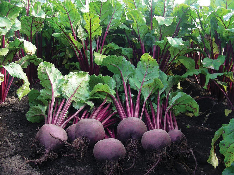 RHS Vegetables Superfoods Vegetable Seeds Collection 6 Nutrient Rich Varieties | Vegetable Seeds | 5011775290492 5011775290492 | AllotMate Essentials