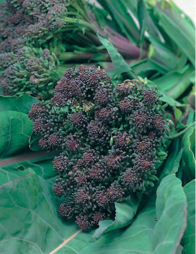 RHS Vegetables Superfoods Vegetable Seeds Collection 6 Nutrient Rich Varieties | Vegetable Seeds | 5011775290492 5011775290492 | AllotMate Essentials