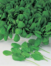 RHS Vegetables Superfoods Vegetable Seeds Collection 6 Nutrient Rich Varieties | Vegetable Seeds | 5011775290492 5011775290492 | AllotMate Essentials