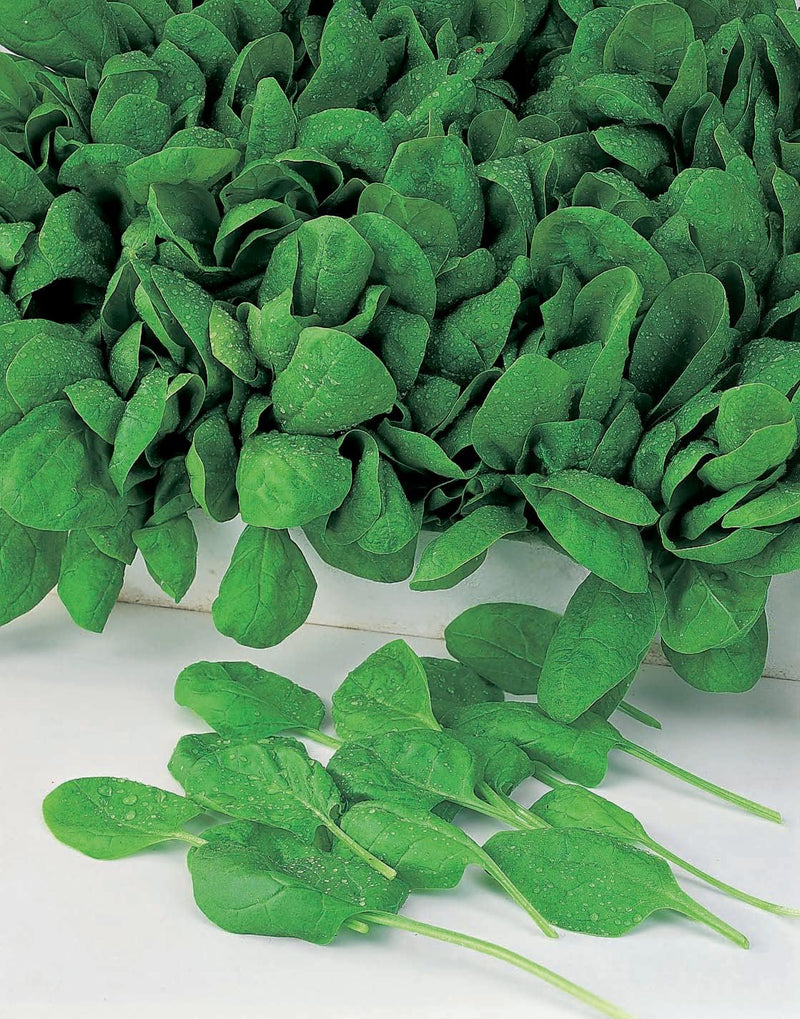 RHS Vegetables Superfoods Vegetable Seeds Collection 6 Nutrient Rich Varieties | Vegetable Seeds | 5011775290492 5011775290492 | AllotMate Essentials