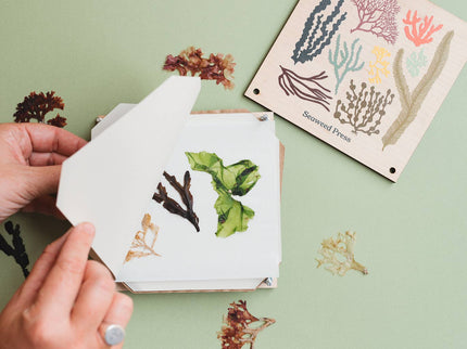 Seaweed Press Kit – Coastal Foraging & Craft Set | Studio Wald | Flower Press Kit | WSEAFP | AllotMate Essentials