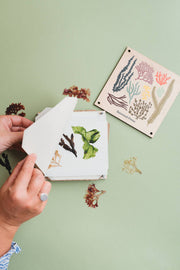 Seaweed Press Kit – Coastal Foraging & Craft Set | Studio Wald | Flower Press Kit | WSEAFP | AllotMate Essentials