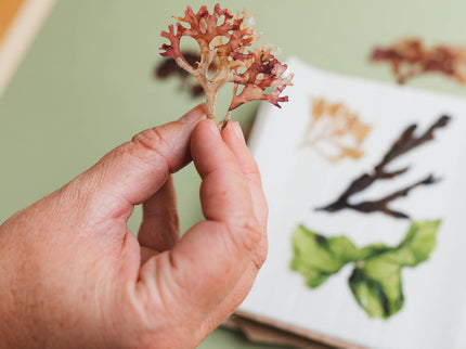 Seaweed Press Kit – Coastal Foraging & Craft Set | Studio Wald | Flower Press Kit | WSEAFP | AllotMate Essentials