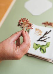 Seaweed Press Kit – Coastal Foraging & Craft Set | Studio Wald | Flower Press Kit | WSEAFP | AllotMate Essentials