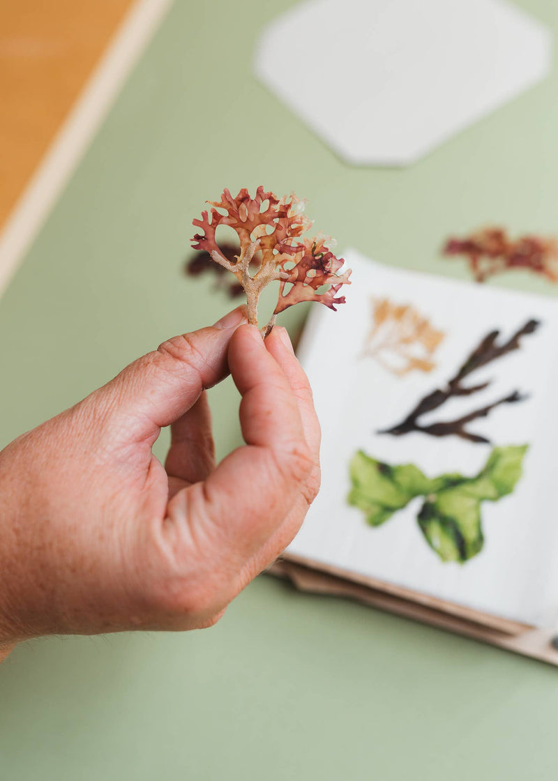 Seaweed Press Kit – Coastal Foraging & Craft Set | Studio Wald | Flower Press Kit | WSEAFP | AllotMate Essentials
