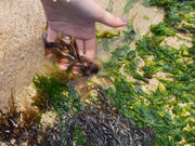 Seaweed Press Kit – Coastal Foraging & Craft Set | Studio Wald | Flower Press Kit | WSEAFP | AllotMate Essentials