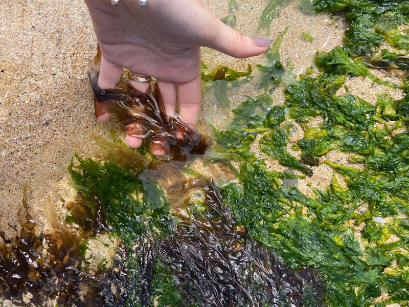 Seaweed Press Kit – Coastal Foraging & Craft Set | Studio Wald | Flower Press Kit | WSEAFP | AllotMate Essentials