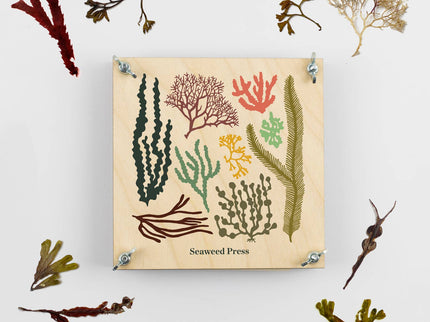 Seaweed Press Kit – Coastal Foraging & Craft Set | Studio Wald | Flower Press Kit | WSEAFP | AllotMate Essentials