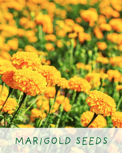 Big Bee Happiness Grow Kit – Pollinator - Friendly Plant Gift | The Plant Gift Co. | Plant Growing Kit | BIG - BEE - HPP | AllotMate Essentials