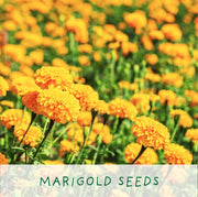 Big Bee Happiness Grow Kit – Pollinator - Friendly Plant Gift | The Plant Gift Co. | Plant Growing Kit | BIG - BEE - HPP | AllotMate Essentials