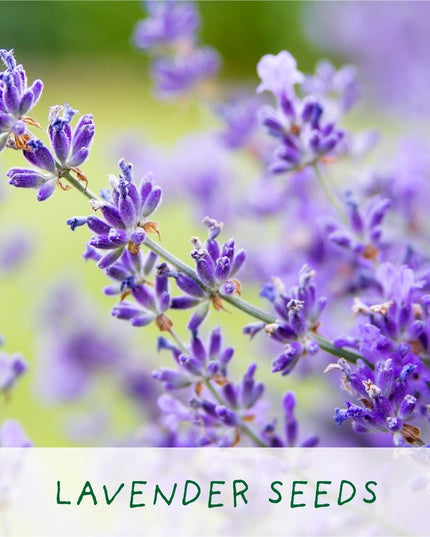 Big Bee Happiness Grow Kit – Pollinator - Friendly Plant Gift | The Plant Gift Co. | Plant Growing Kit | BIG - BEE - HPP | AllotMate Essentials