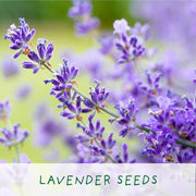 Big Bee Happiness Grow Kit – Pollinator - Friendly Plant Gift | The Plant Gift Co. | Plant Growing Kit | BIG - BEE - HPP | AllotMate Essentials