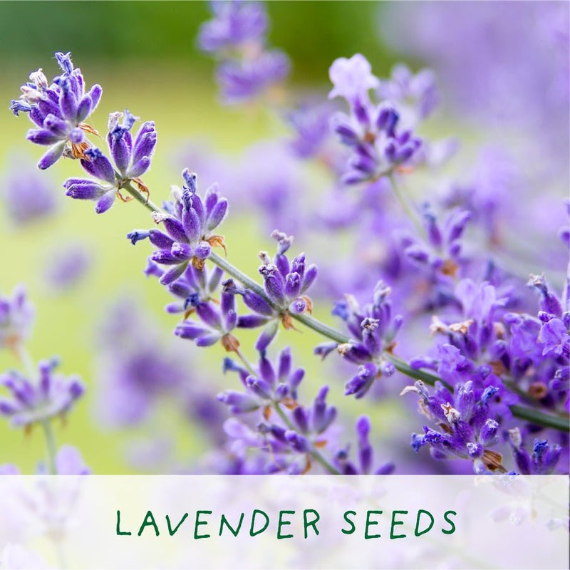 Big Bee Happiness Grow Kit – Pollinator - Friendly Plant Gift | The Plant Gift Co. | Plant Growing Kit | BIG - BEE - HPP | AllotMate Essentials