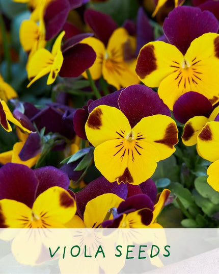 Big Bee Happiness Grow Kit – Pollinator - Friendly Plant Gift | The Plant Gift Co. | Plant Growing Kit | BIG - BEE - HPP | AllotMate Essentials