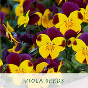 Big Bee Happiness Grow Kit – Pollinator - Friendly Plant Gift | The Plant Gift Co. | Plant Growing Kit | BIG - BEE - HPP | AllotMate Essentials