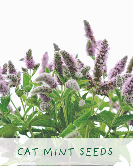 Cat - Friendly Plant Grow Kit – Perfect Gift for Cat Owners | The Plant Gift Co. | Plant Growing Kit | THEPLANTCO - CATLOVERS | AllotMate Essentials