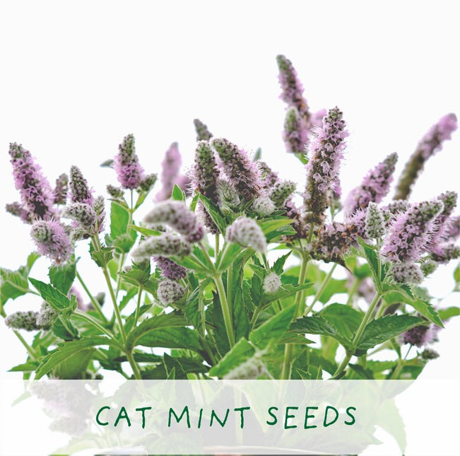 The Plant Gift Co. The Plant Gift Co. - Cat Lovers Plants - Plant Growing Kit - AllotMate Essentials - THEPLANTCO - CATLOVERS - 