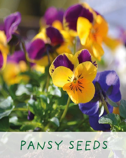The Plant Gift Co. The Plant Gift Co. - Easy Big Flowering Plants - Plant Growing Kit - AllotMate Essentials - starter small - 