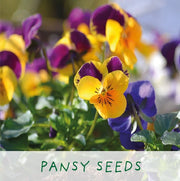 Easy Big Flowering Plant Kit – Eco Grow Your Own Gift | The Plant Gift Co. | Plant Growing Kit | starter small | AllotMate Essentials