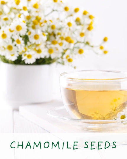 Homemade Brew Tea Kit – Grow Your Own Herbal Tea | Eco Gift by The Plant Gift Co. | Herb Growing Kit | HMM - BRW - GRW - YR | AllotMate Essentials