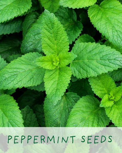 Homemade Brew Tea Kit – Grow Your Own Herbal Tea | Eco Gift by The Plant Gift Co. | Herb Growing Kit | HMM - BRW - GRW - YR | AllotMate Essentials