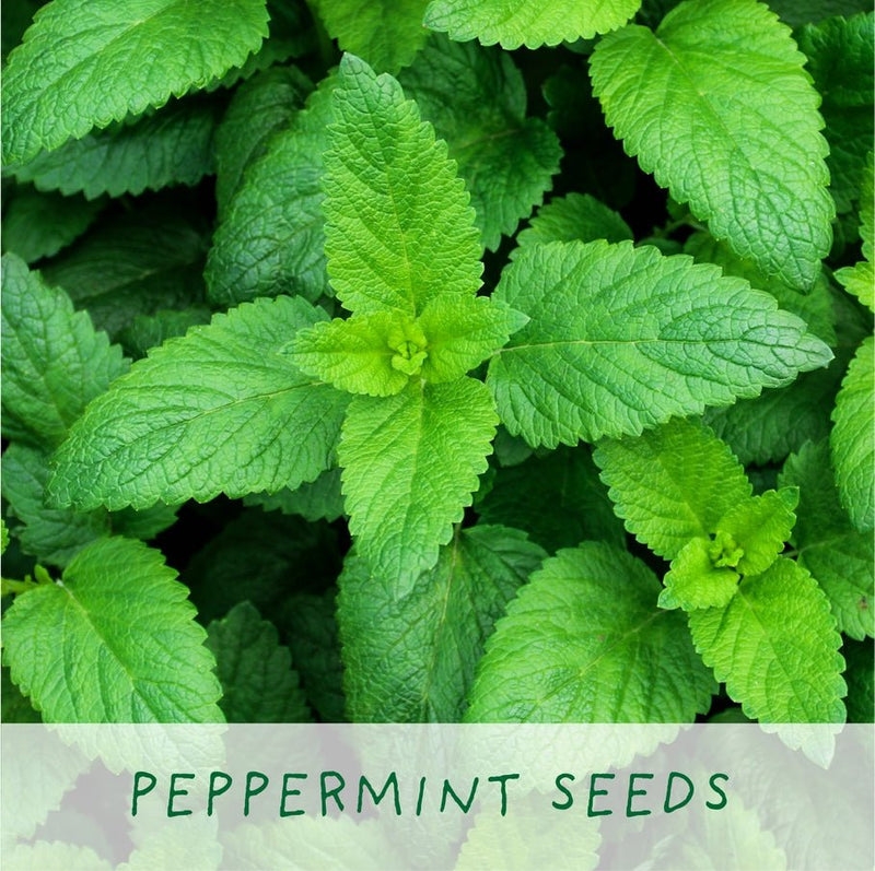 Homemade Brew Tea Kit – Grow Your Own Herbal Tea | Eco Gift by The Plant Gift Co. | Herb Growing Kit | HMM - BRW - GRW - YR | AllotMate Essentials