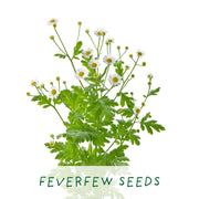 Homemade Brew Tea Kit – Grow Your Own Herbal Tea | Eco Gift by The Plant Gift Co. | Herb Growing Kit | HMM - BRW - GRW - YR | AllotMate Essentials