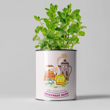 Homemade Brew Tea Kit – Grow Your Own Herbal Tea | Eco Gift by The Plant Gift Co. | Herb Growing Kit | HMM - BRW - GRW - YR | AllotMate Essentials