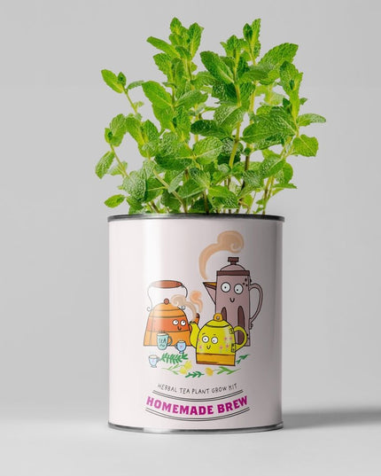 Homemade Brew Tea Kit – Grow Your Own Herbal Tea | Eco Gift by The Plant Gift Co. | Herb Growing Kit | HMM - BRW - GRW - YR | AllotMate Essentials