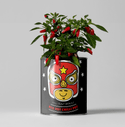 Hot Chilli Plant Grow Kit – Gift for Gardeners | The Plant Gift Co. | Plant Growing Kit | THEPLANTCO - HOTCHILLIPLANTS | AllotMate Essentials