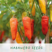 Hot Chilli Plant Grow Kit – Gift for Gardeners | The Plant Gift Co. | Plant Growing Kit | THEPLANTCO - HOTCHILLIPLANTS | AllotMate Essentials