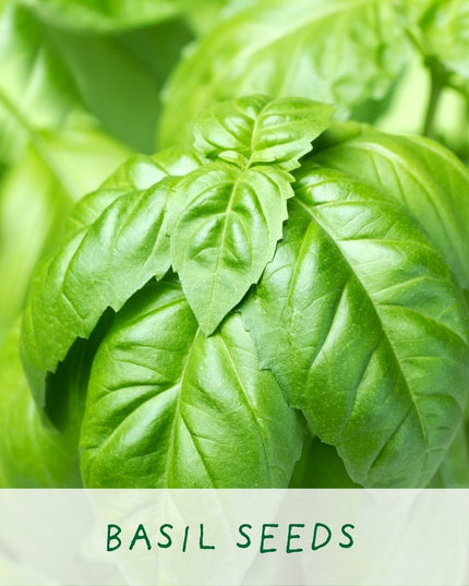 Kitchen Herb Plant Kit – Grow Your Own Herbs Indoors | The Plant Gift Co. | Herb Growing Kit | THEPLANTCO - HERB | AllotMate Essentials