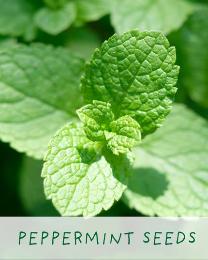Kitchen Herb Plant Kit – Grow Your Own Herbs Indoors | The Plant Gift Co. | Herb Growing Kit | THEPLANTCO - HERB | AllotMate Essentials