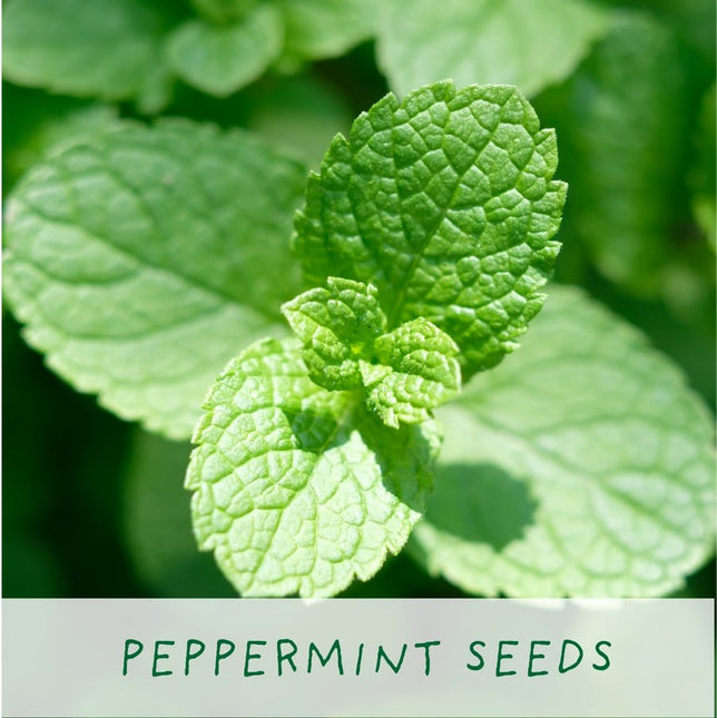The Plant Gift Co. The Plant Gift Co. - Kitchen Herb Plants - Herb Growing Kit - AllotMate Essentials - THEPLANTCO - HERB - 