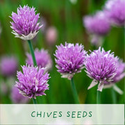 Kitchen Herb Plant Kit – Grow Your Own Herbs Indoors | The Plant Gift Co. | Herb Growing Kit | THEPLANTCO - HERB | AllotMate Essentials