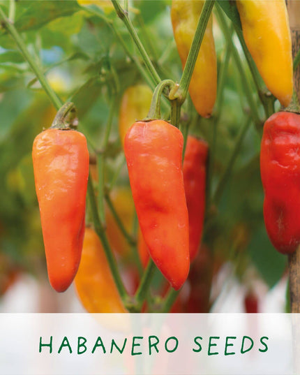 Grow Your Own Chilli Kit – 'Number One Dad' Gift Set | The Plant Gift Co. | Plant Growing Kit | THEPLANTCO - NO1DAD | AllotMate Essentials