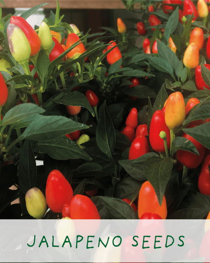 Grow Your Own Chilli Kit – 'Number One Dad' Gift Set | The Plant Gift Co. | Plant Growing Kit | THEPLANTCO - NO1DAD | AllotMate Essentials