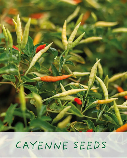 Grow Your Own Chilli Kit – 'Number One Dad' Gift Set | The Plant Gift Co. | Plant Growing Kit | THEPLANTCO - NO1DAD | AllotMate Essentials